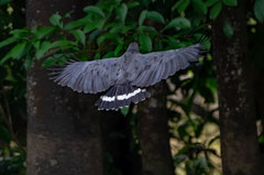 Buteogallus schistaceus