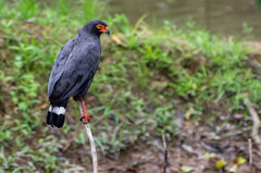 Buteogallus schistaceus