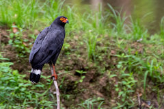 Buteogallus schistaceus