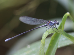 Argia moesta