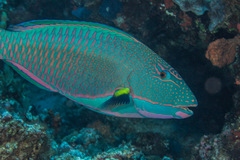 Cetoscarus ocellatus