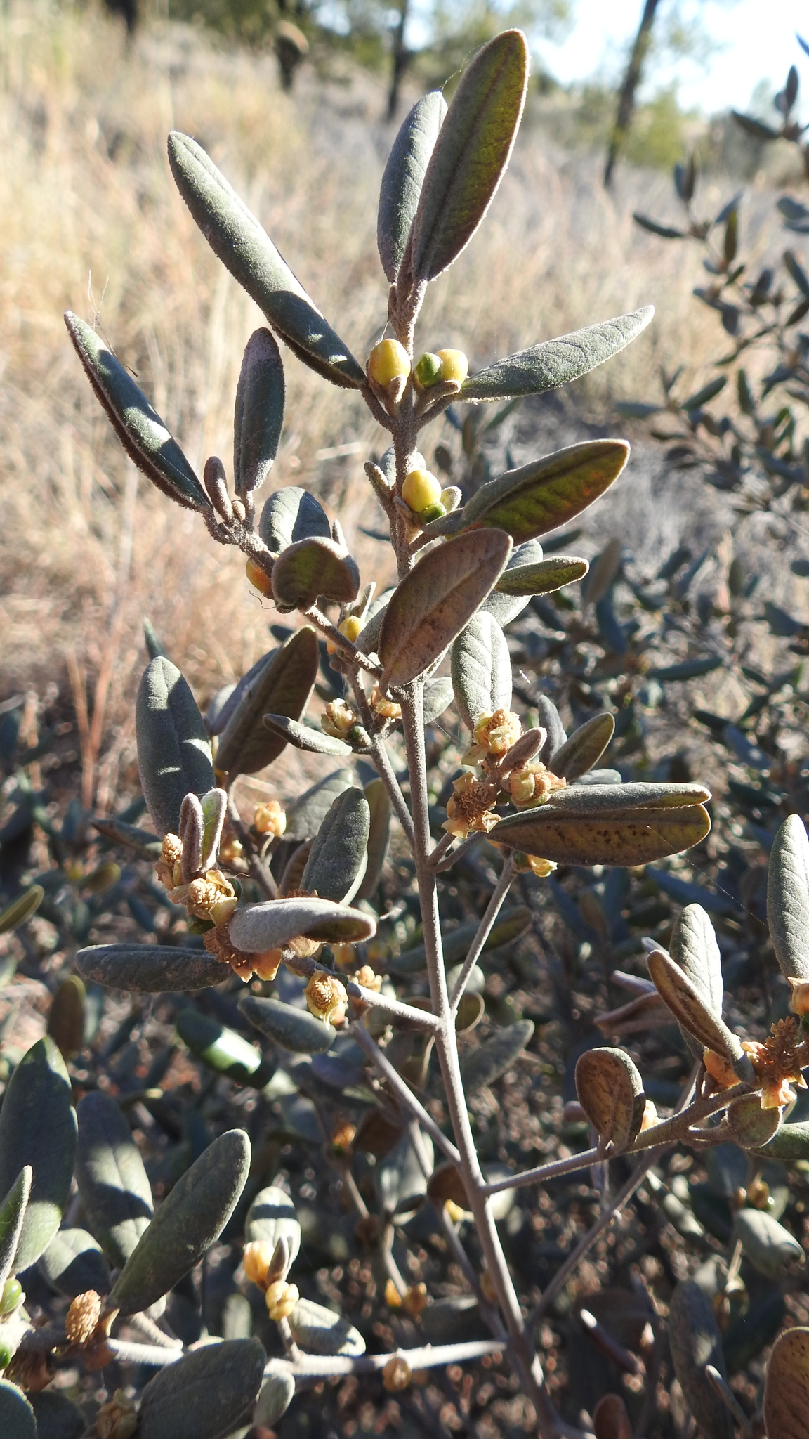 Bertya opponens