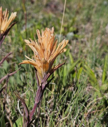 Kaibab Paintbrush (Castilleja kaibabensis)