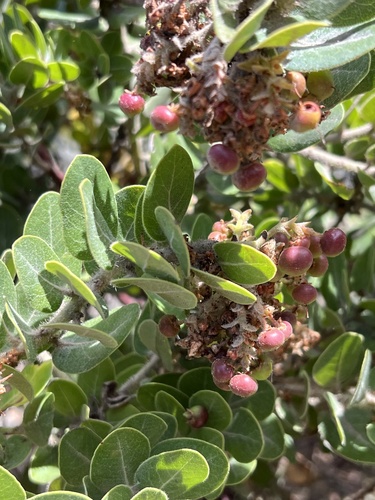 Santa Rosa Island Manzanita fruiting