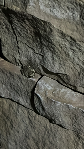 Canyon Tree Frog photographed in New Mexico