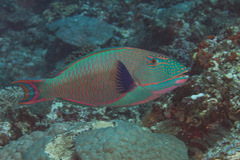 Cetoscarus ocellatus