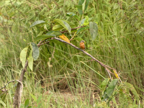 Ruddy-breasted Seedeater (Sporophila minuta), photo 4