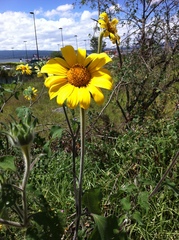Tithonia tubaeformis