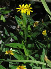 Arnica longifolia