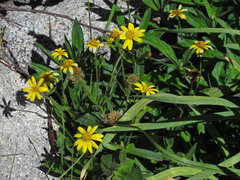 Arnica longifolia