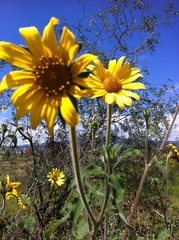 Tithonia tubaeformis