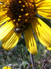 Tithonia tubaeformis