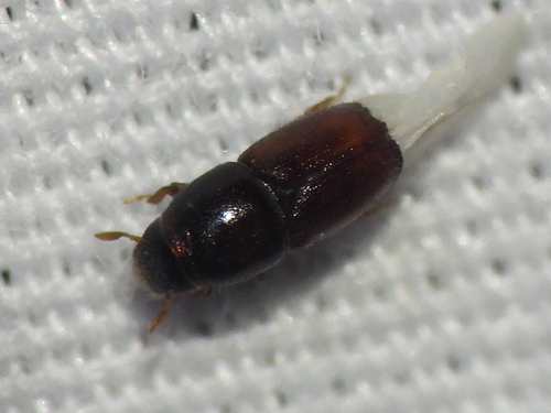 Elm Bark Beetle photo 5