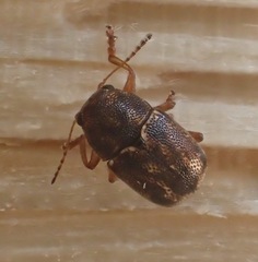 Pachybrachis hepaticus