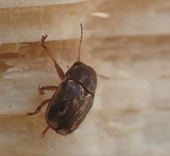 Pachybrachis hepaticus