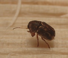 Pachybrachis hepaticus