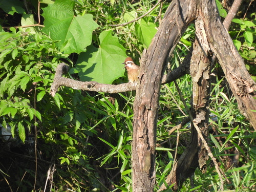 White-browed Laughingthrush