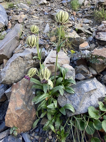 Silene nigrescens, 2025-08-05
