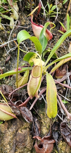 Nepenthes rafflesiana