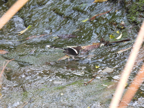 White-crowned Forktail