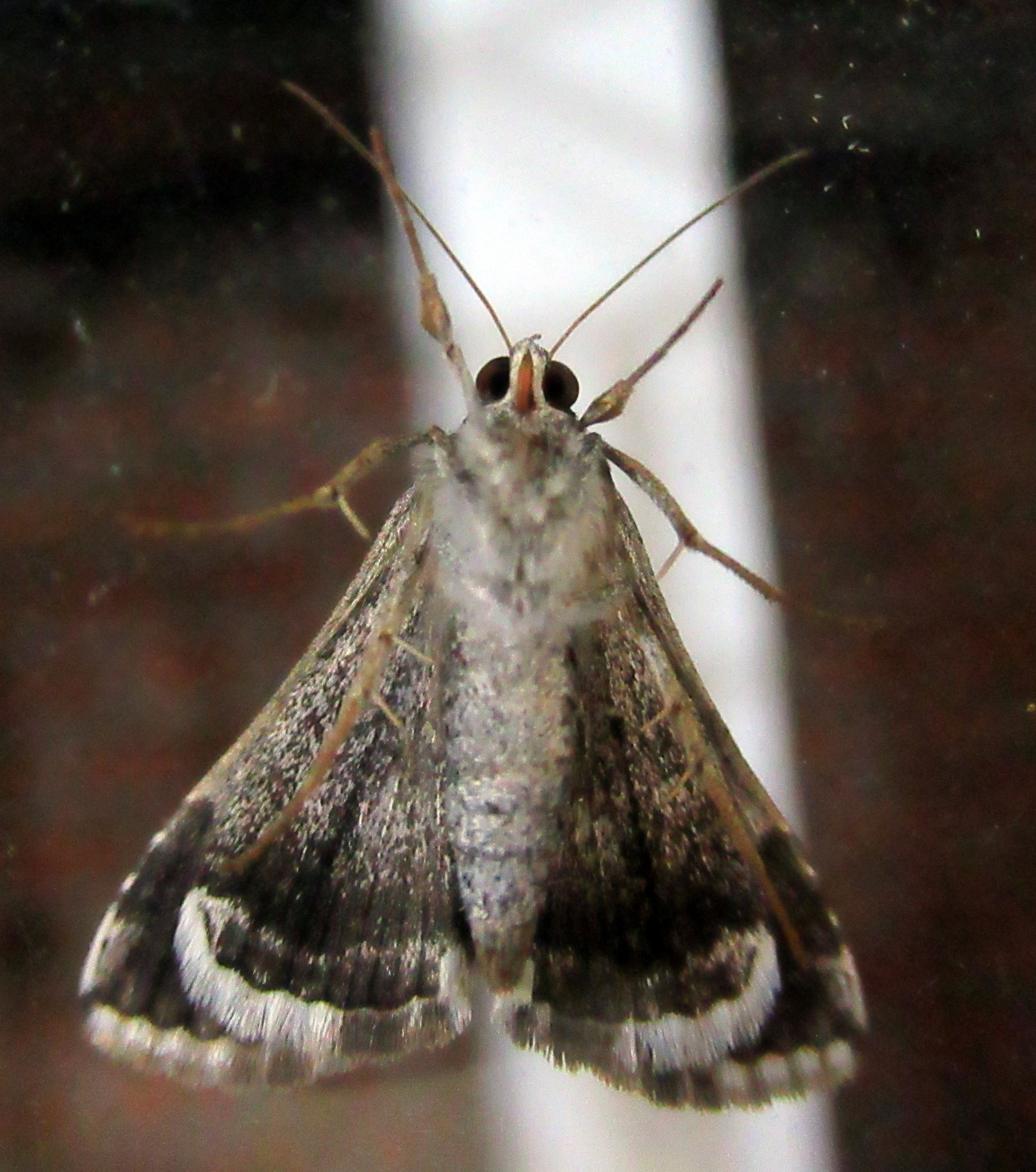 Melipotis cellaris image