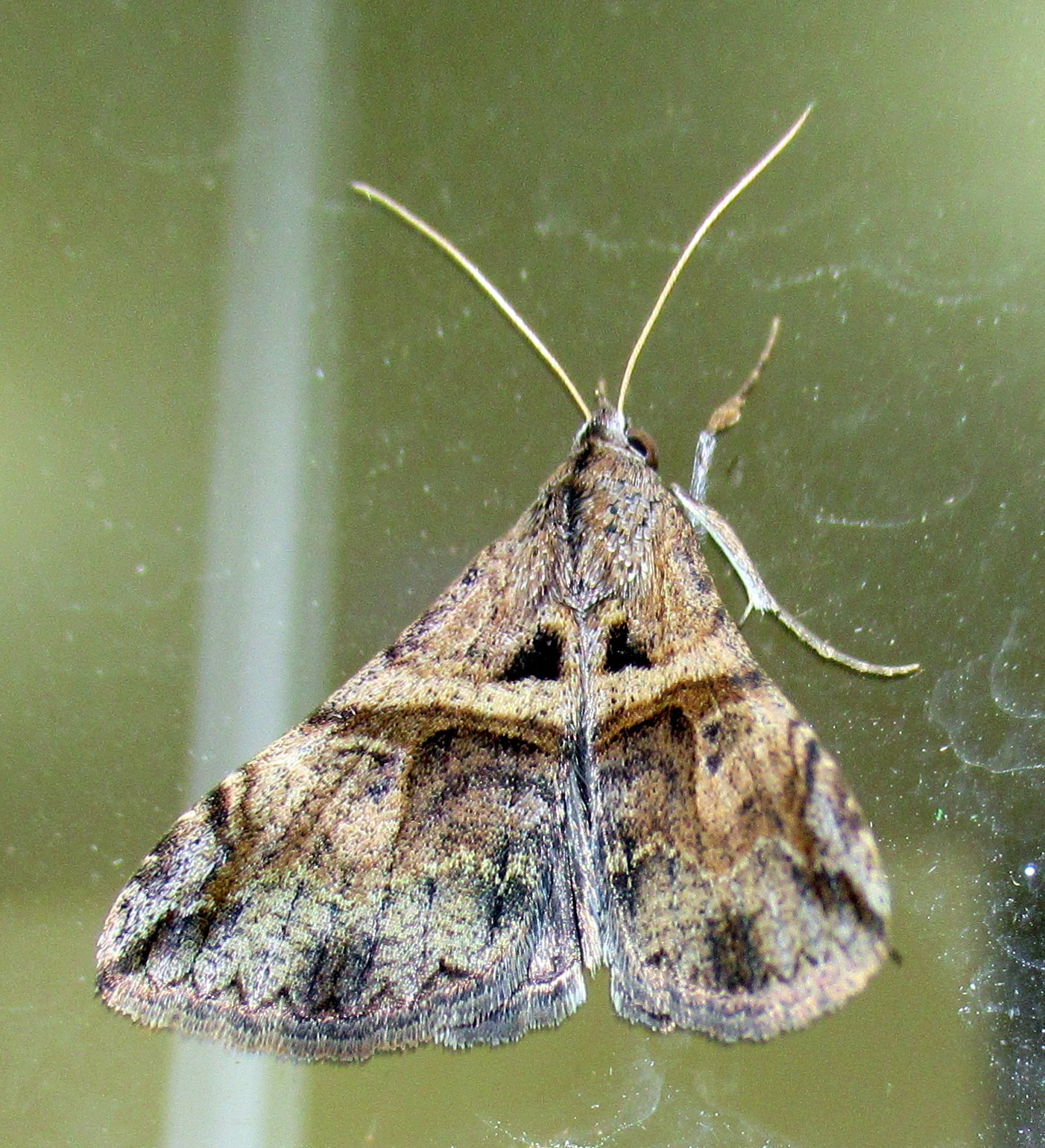 Melipotis cellaris image