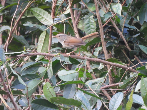 Brownish-flanked Bush Warbler