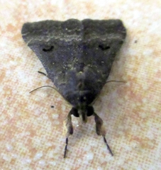Bleptina confusalis