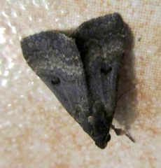 Bleptina confusalis