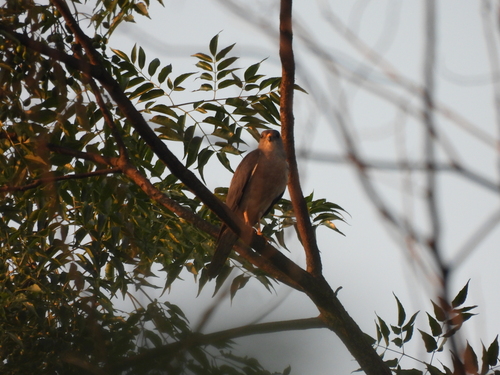 Chinese Sparrowhawk