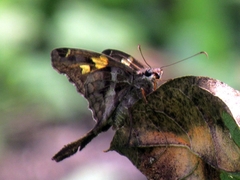 Chioides