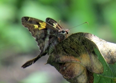 Chioides