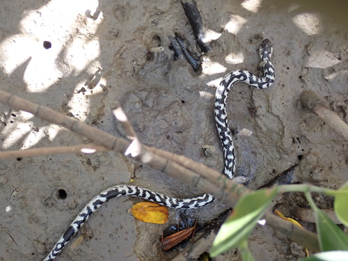 White-bellied Mangrove Snake sighting