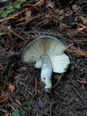 Entoloma medianox