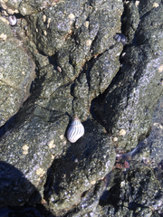 Echinolittorina ziczac