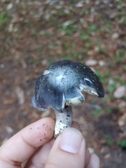Entoloma medianox
