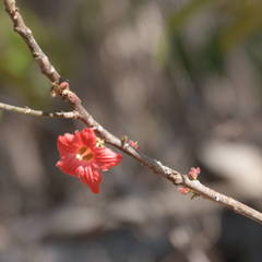 Brachychiton bidwillii