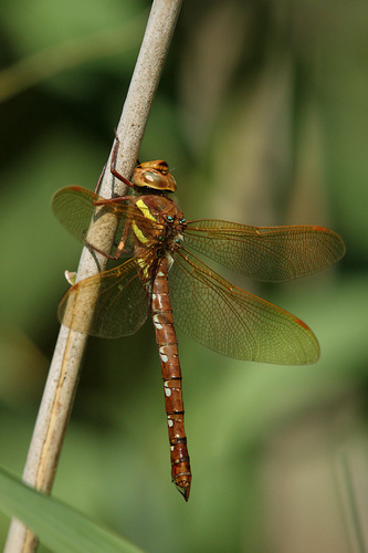 Brown Hawker