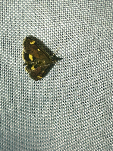 Generous Pyrausta Moth photo 5