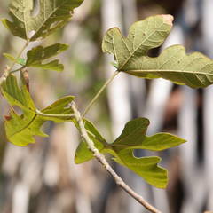 Brachychiton bidwillii