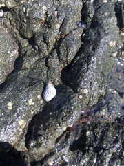 Echinolittorina ziczac