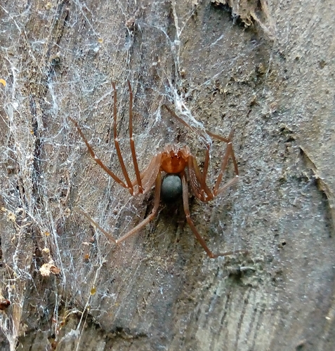 Loxosceles yucatana