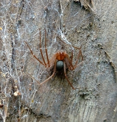 Loxosceles yucatana