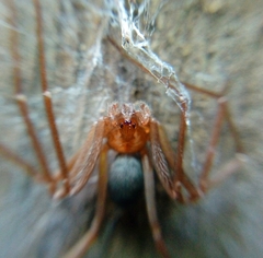 Loxosceles yucatana