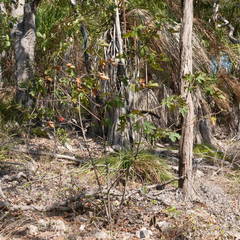 Brachychiton bidwillii