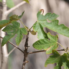 Brachychiton bidwillii