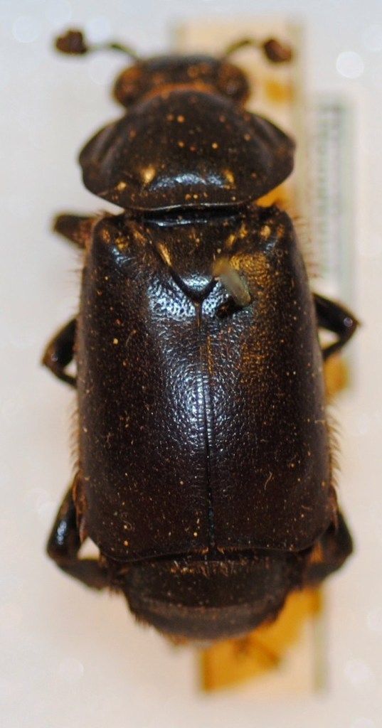 Nicrophorus morio