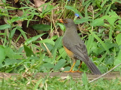 Turdus abyssinicus