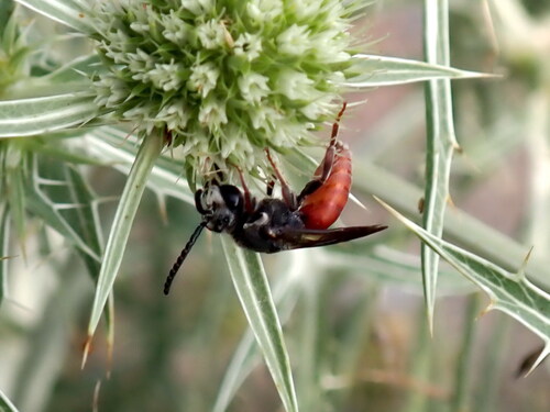 Olivier's Blood Bee