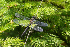 Somatochlora arctica